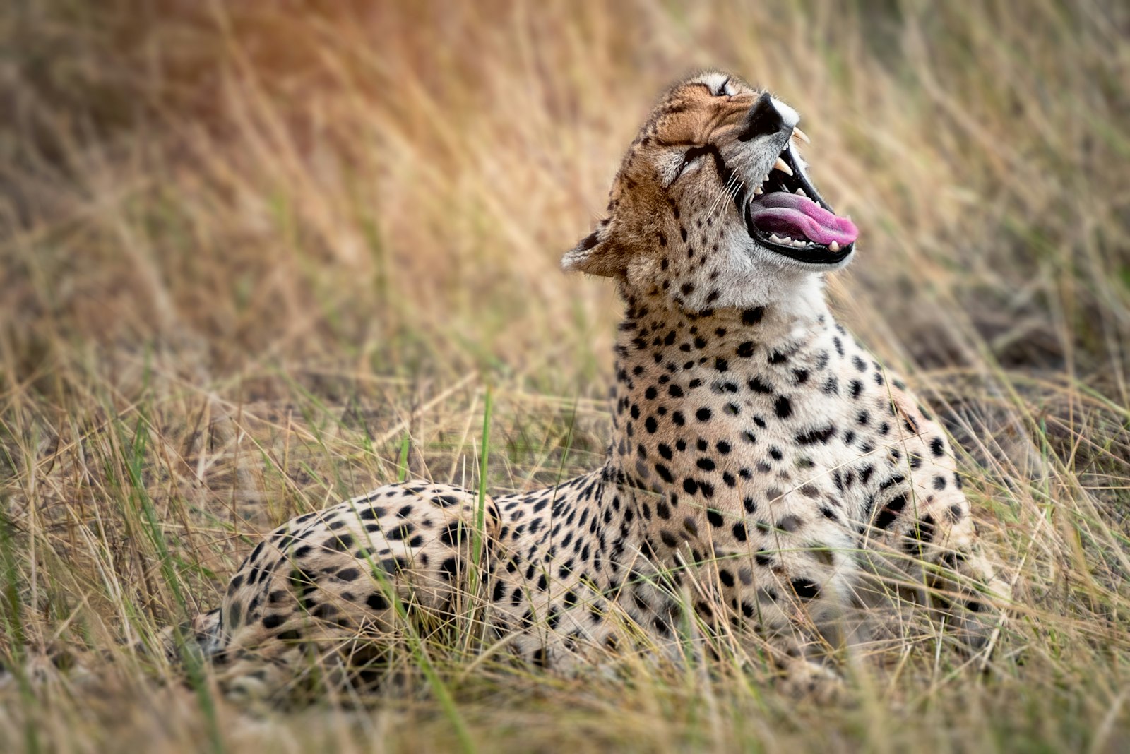 Cheetah resting in long grass on the open plains during an East African game drive