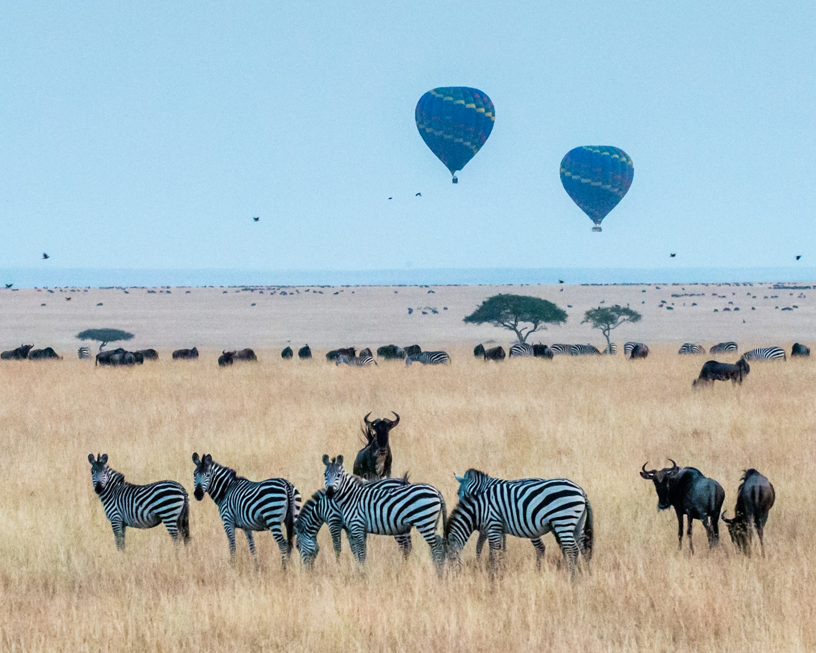 Hot air balloons drifting over the Masai Mara savanna at sunrise