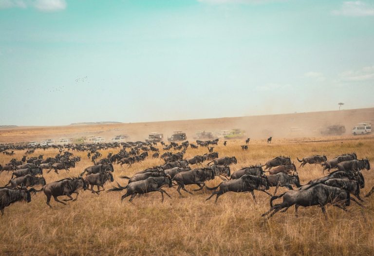 Wildebeest herd crossing the plains near luxury lodges in Masai Mara National Reserve
