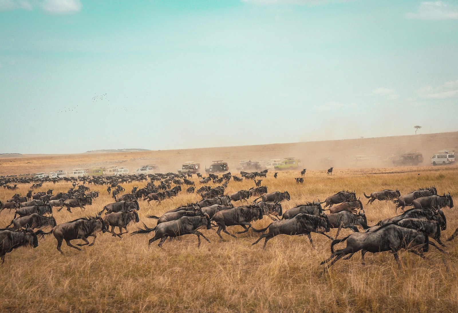 Wildebeest herd crossing the plains near luxury lodges in Masai Mara National Reserve