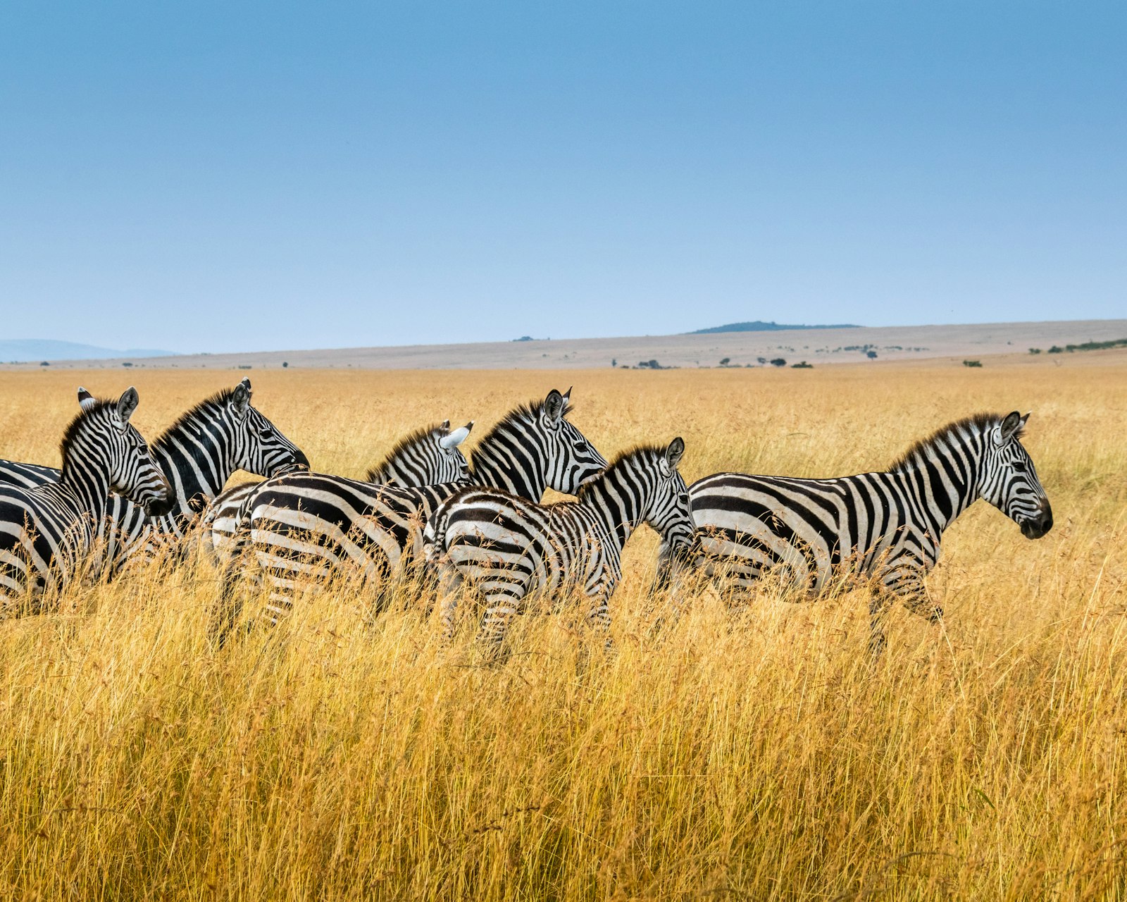 Group of zebras walking through tall golden grass on the Masai Mara plains