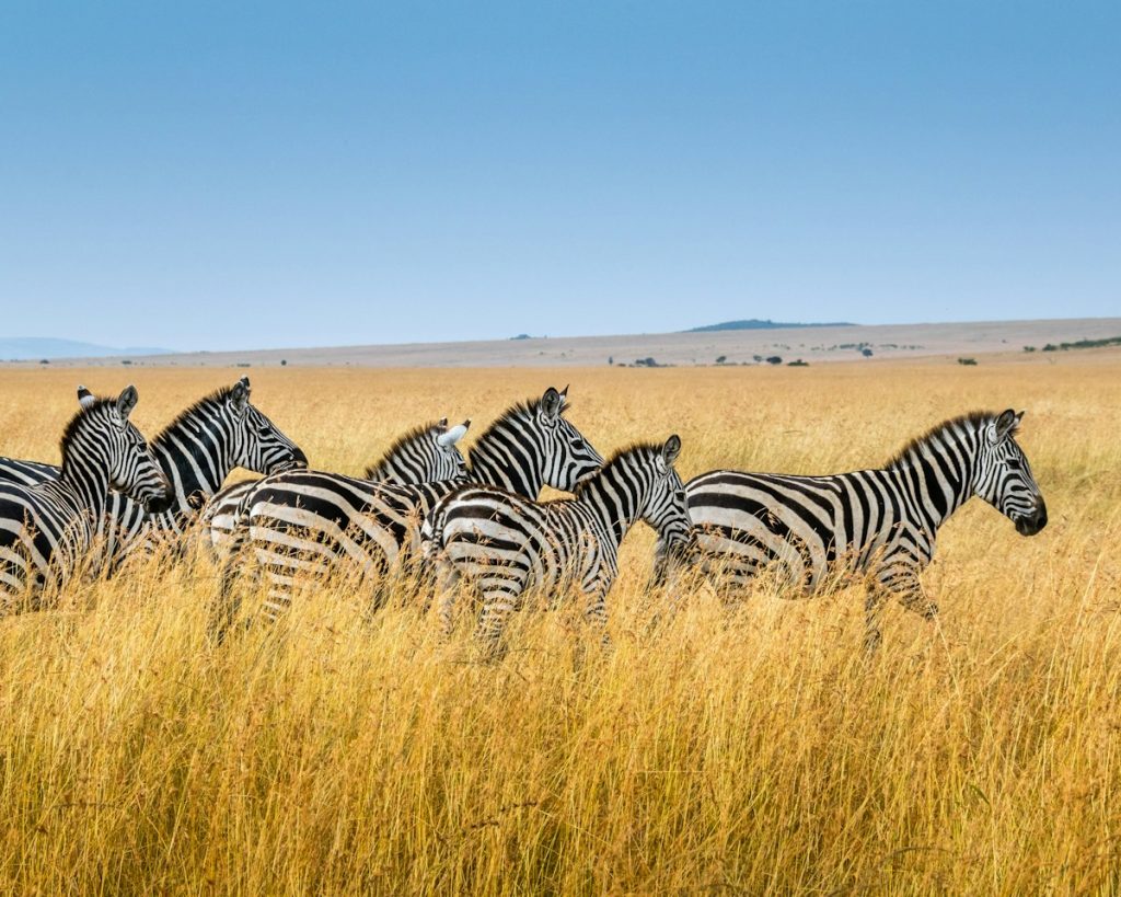 Herd of zebras walking through golden grass on a Kenya safari from Poland