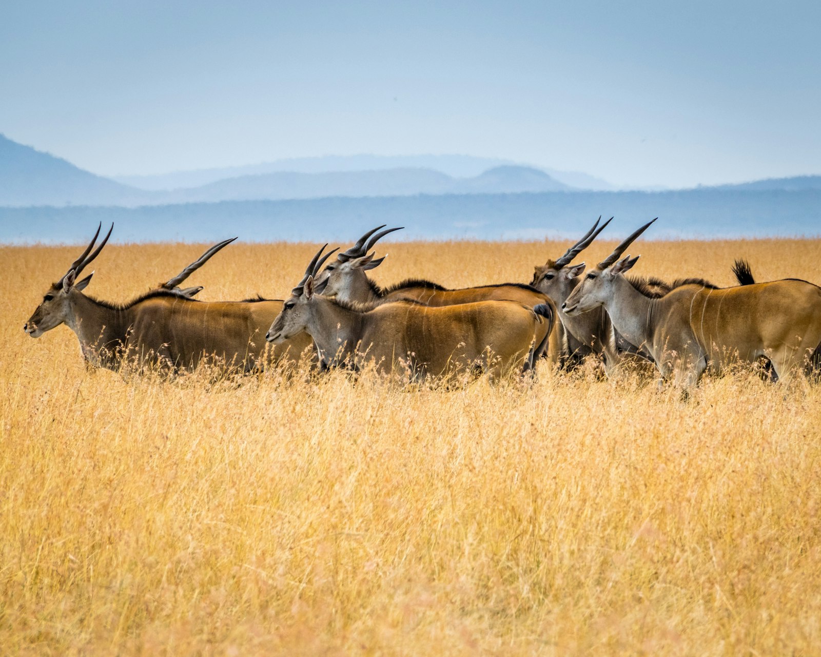 Herd of antelopes grazing on wide open grassland in a quiet corner of the Masai Mara ecosystem