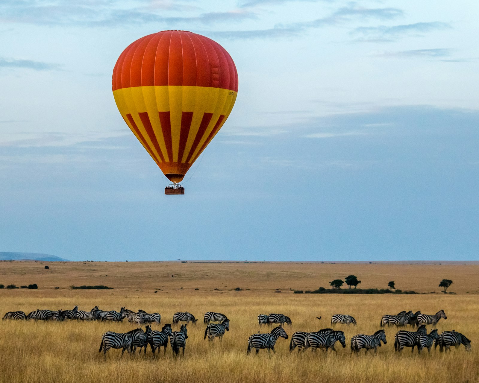 Hot air balloon floating above zebras on the Masai Mara plains at dawn