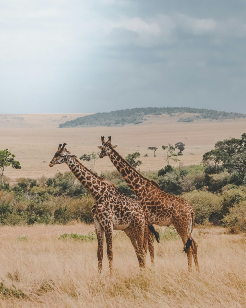 Two giraffes browsing in the bush, seen on a school trip to Kenya