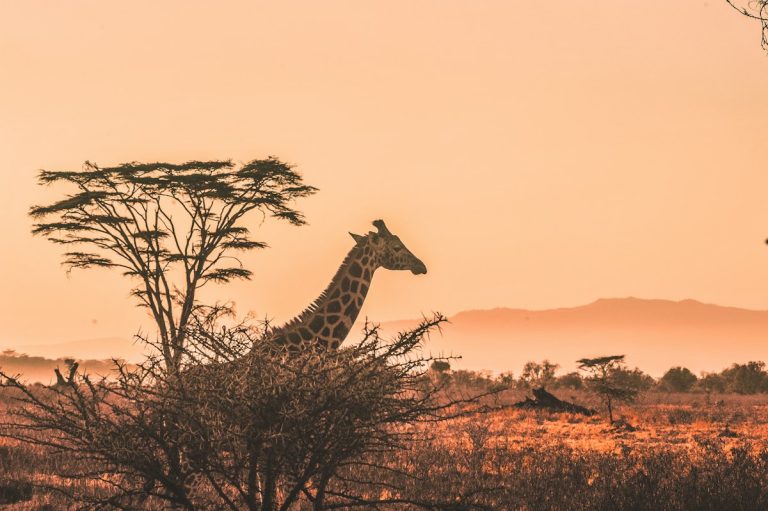 Giraffe behind an acacia tree in golden light on a Kenya safari from Scandinavia