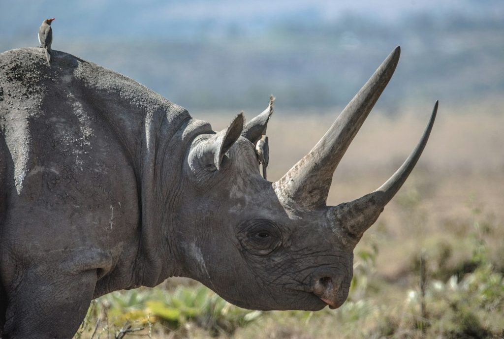 Big Five in Kenya: a black rhino standing in open bush, the hardest of the five to find