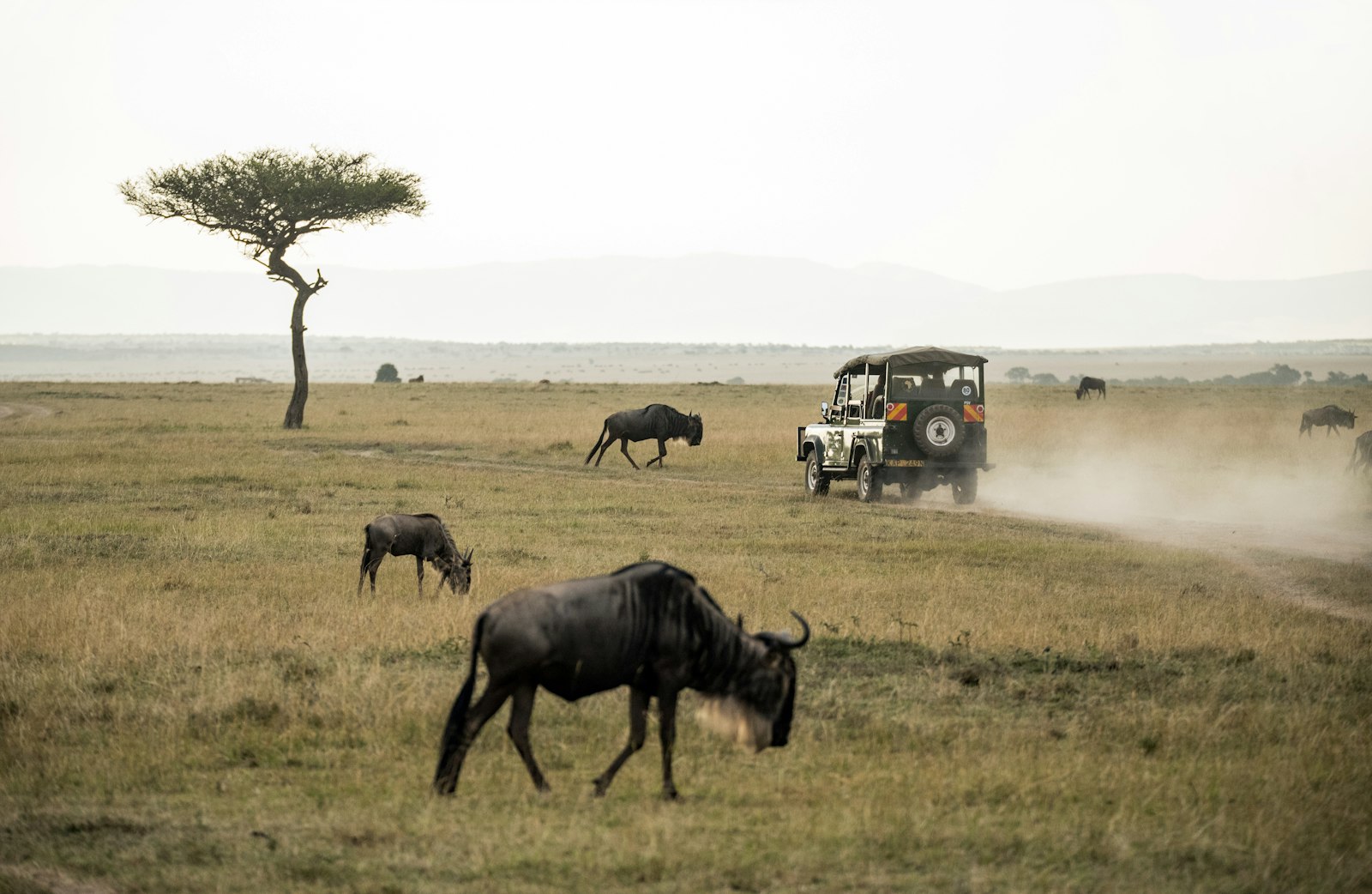 Wildebeest grazing across the open plains of the Masai Mara during the migration season