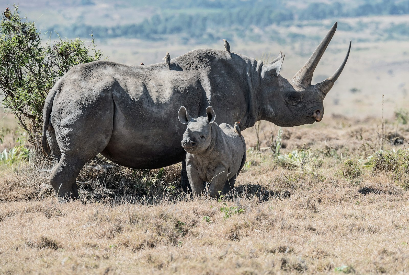 Rhino mother and calf on open grassland in a Kenyan sanctuary