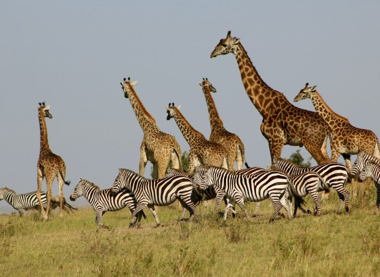 Giraffes and zebras together on the savanna during a Kenya safari from the Netherlands