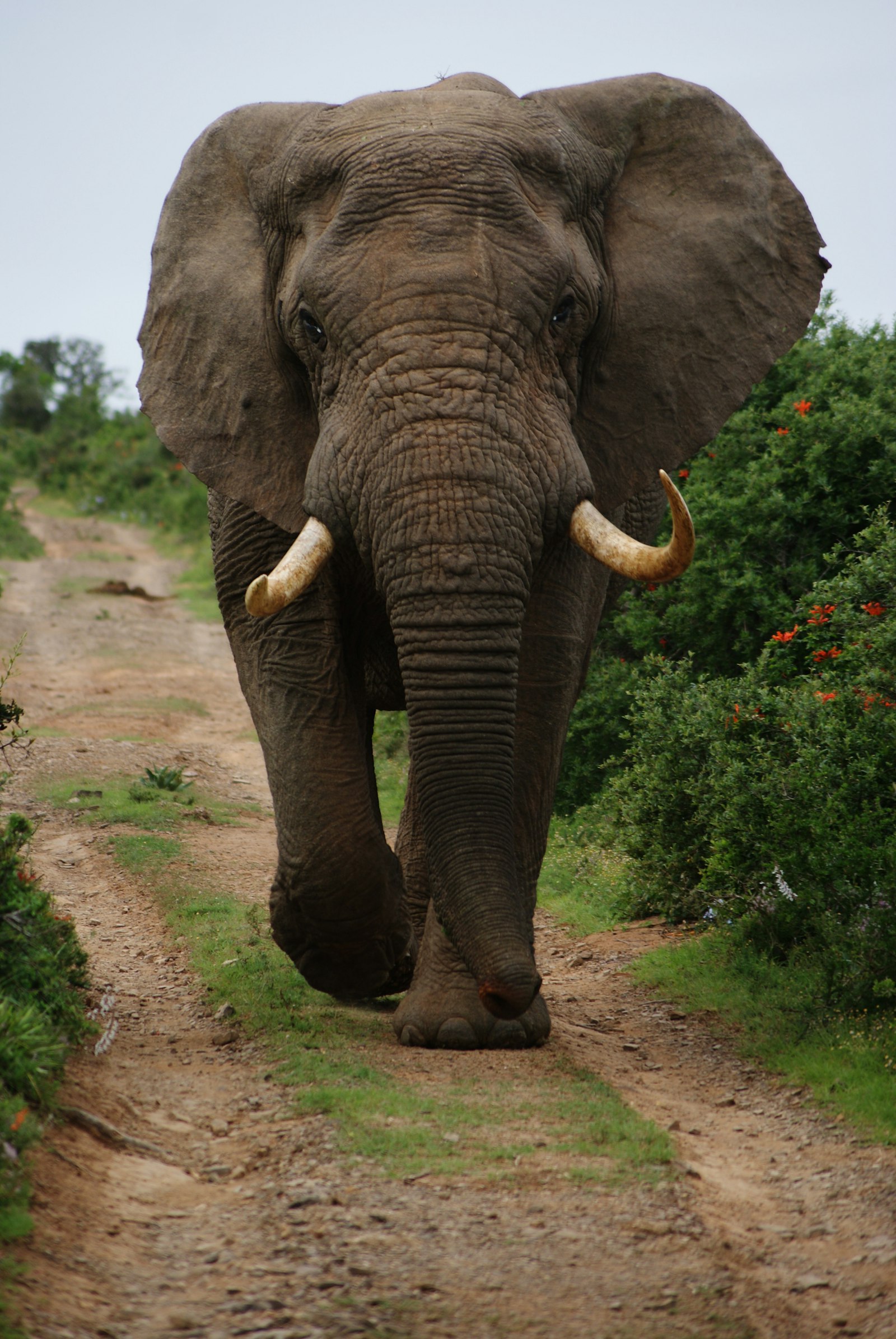 Grey elephant walking beside green bushes in the African bush