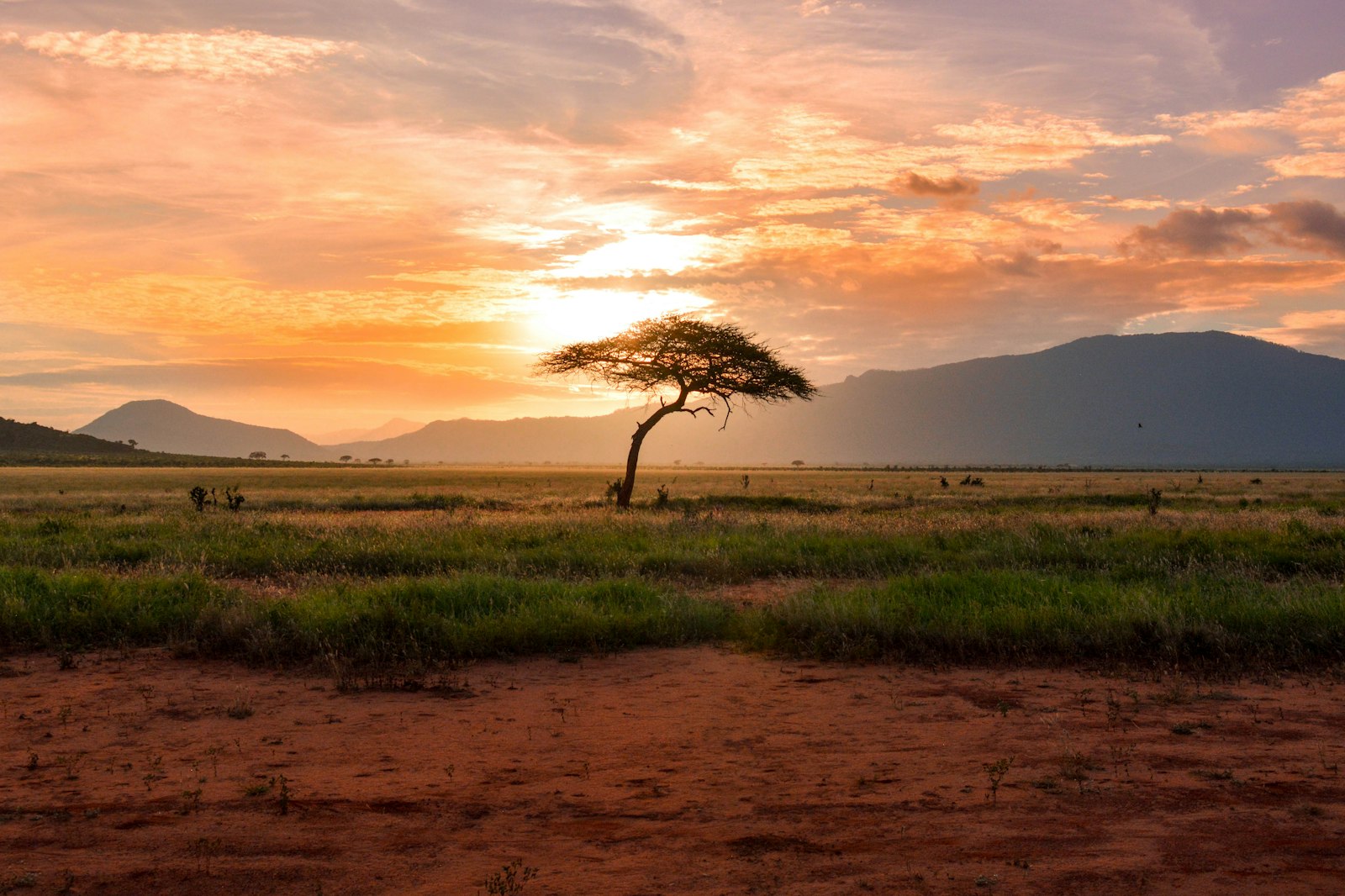 Lone acacia tree on green savanna glowing in golden evening light at sundowner time