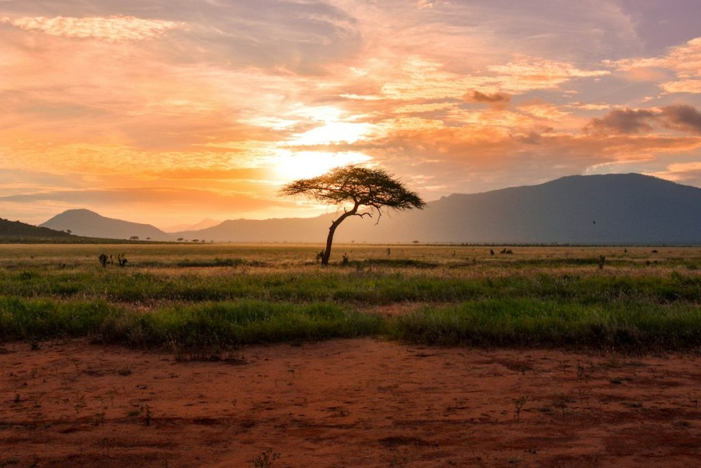 Lone acacia tree on green plains at golden hour on a Kenya safari from Ireland