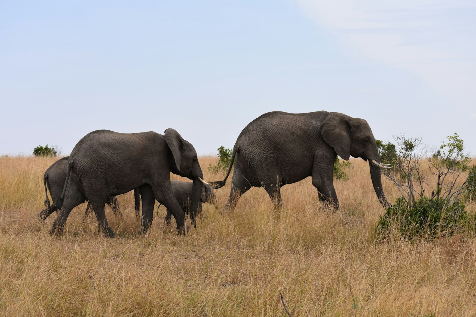 Elephant herd with young calves walking together through green grassland