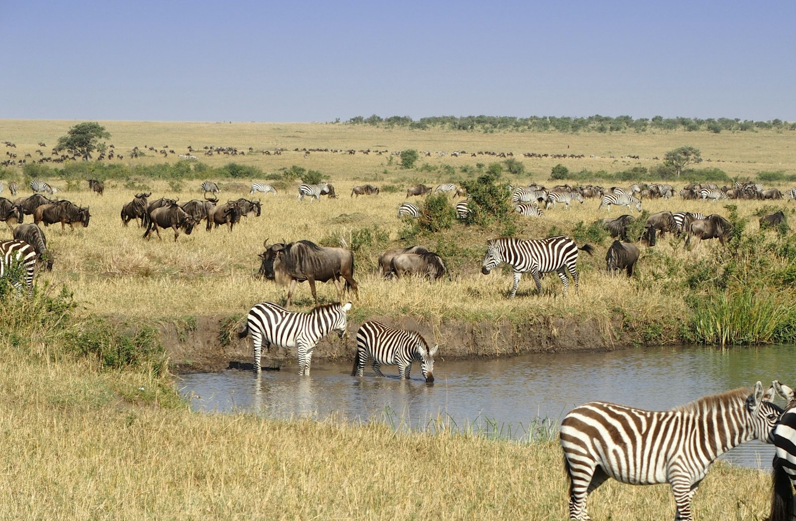 Zebra standing in golden grassland under a clear blue sky in Kenya