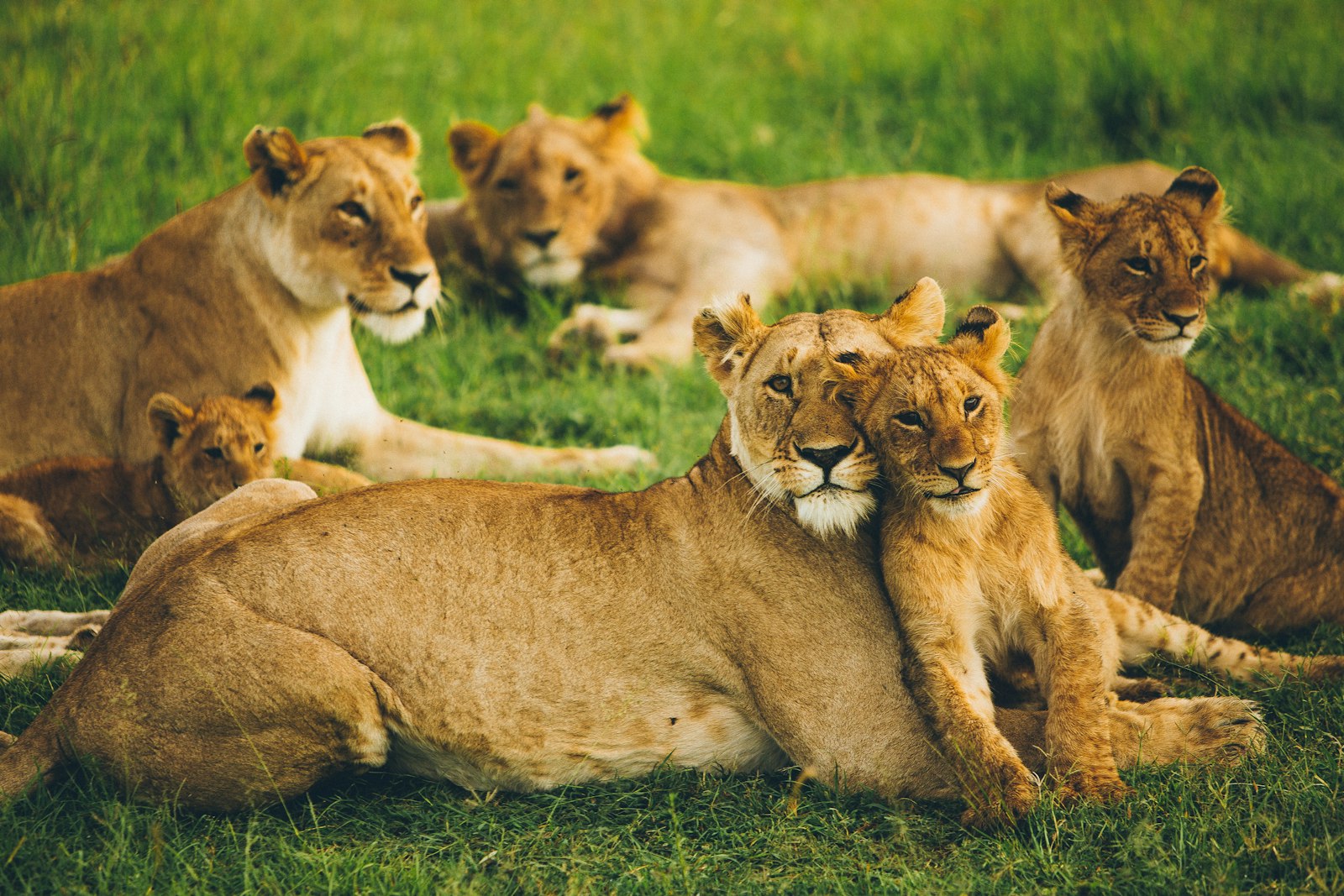 Pride of lions resting together on open grassland during a Kenya game drive