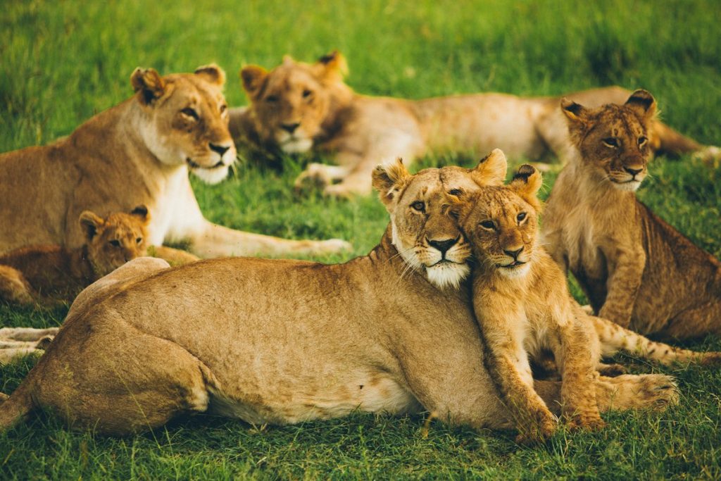 Pride of lions resting on the grass during a Kenya safari from Italy