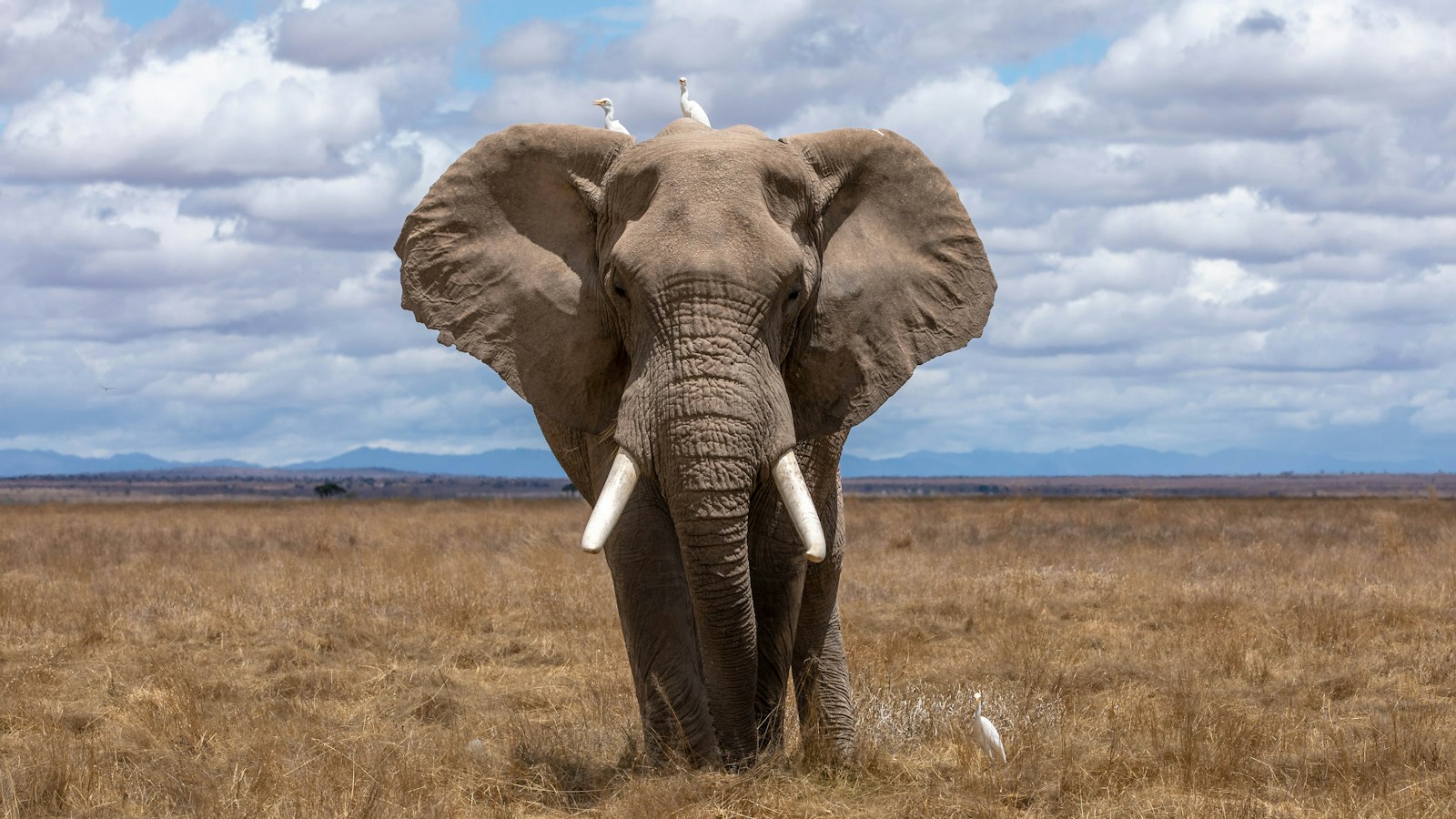 Elephant walking through the African bush on a bright day