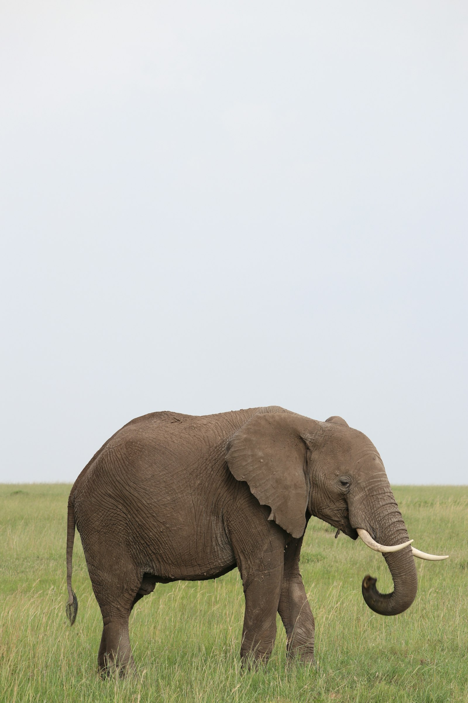 African elephant walking alone through tall grass on the open savanna