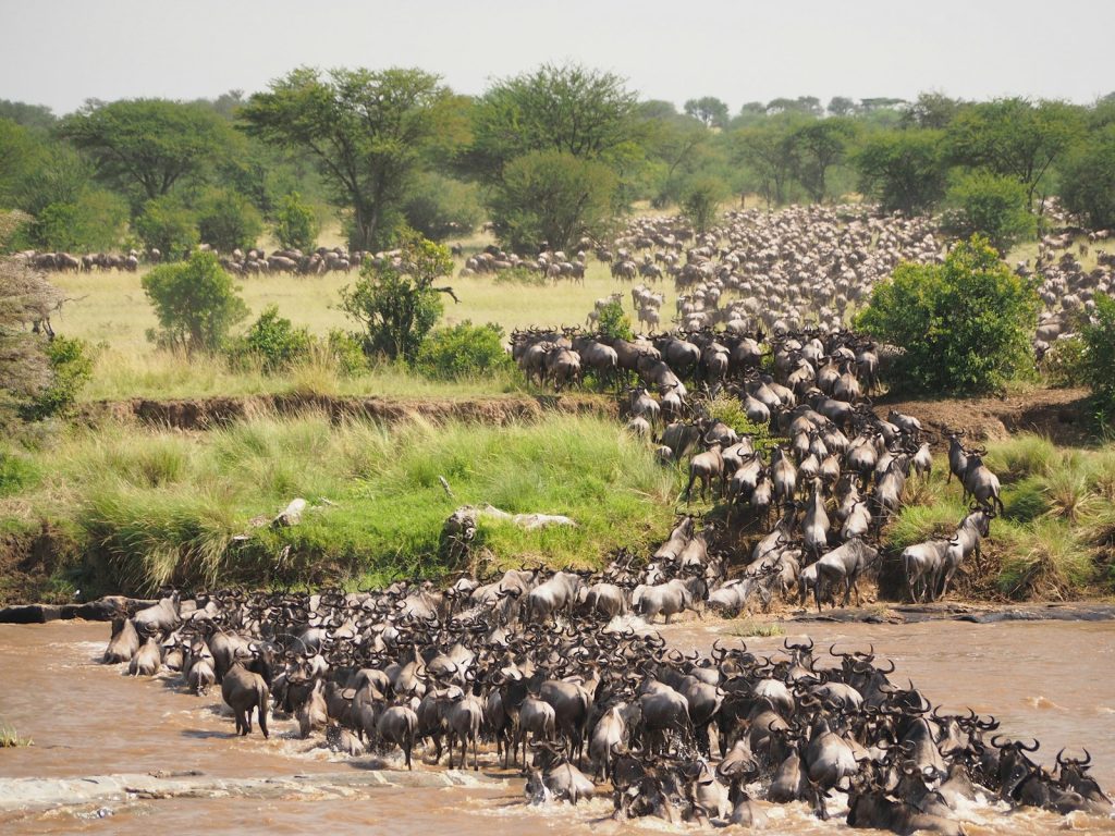 How far in advance to book a Kenya safari: wildebeest herd crossing a muddy river