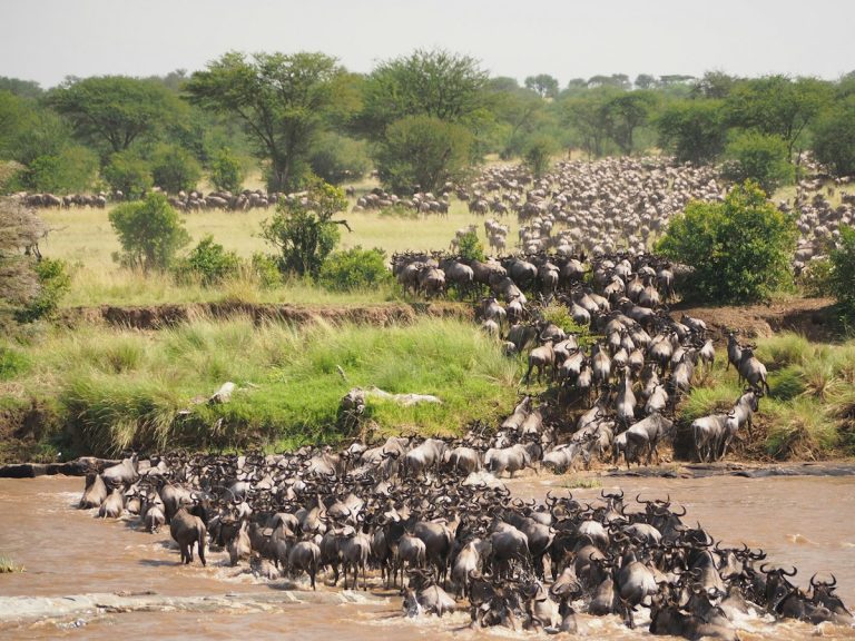 Wildebeest crossing the Mara River, a highlight of a Kenya safari from Germany