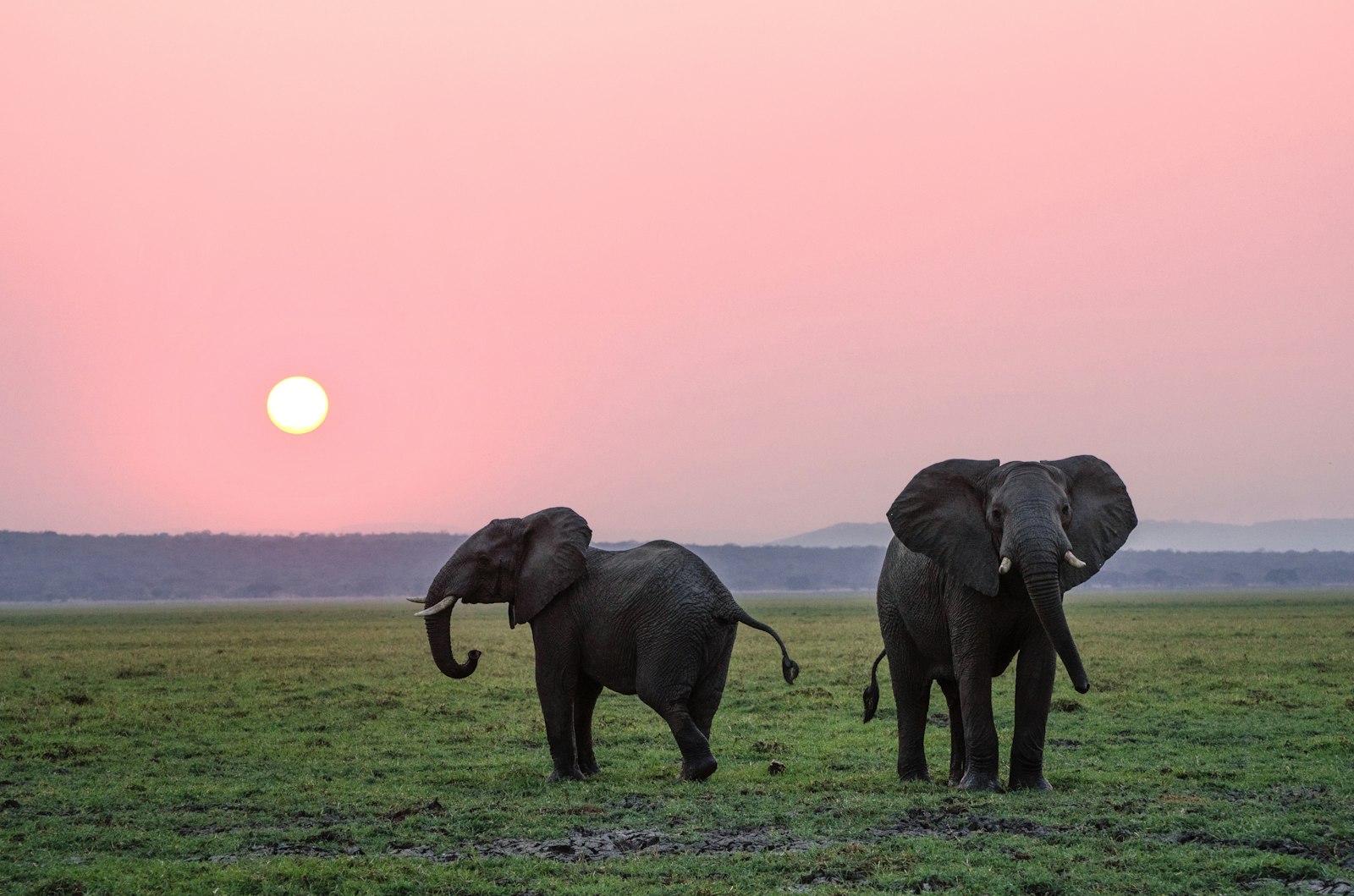 Two elephants walking across grass plains at sunset in the African bush