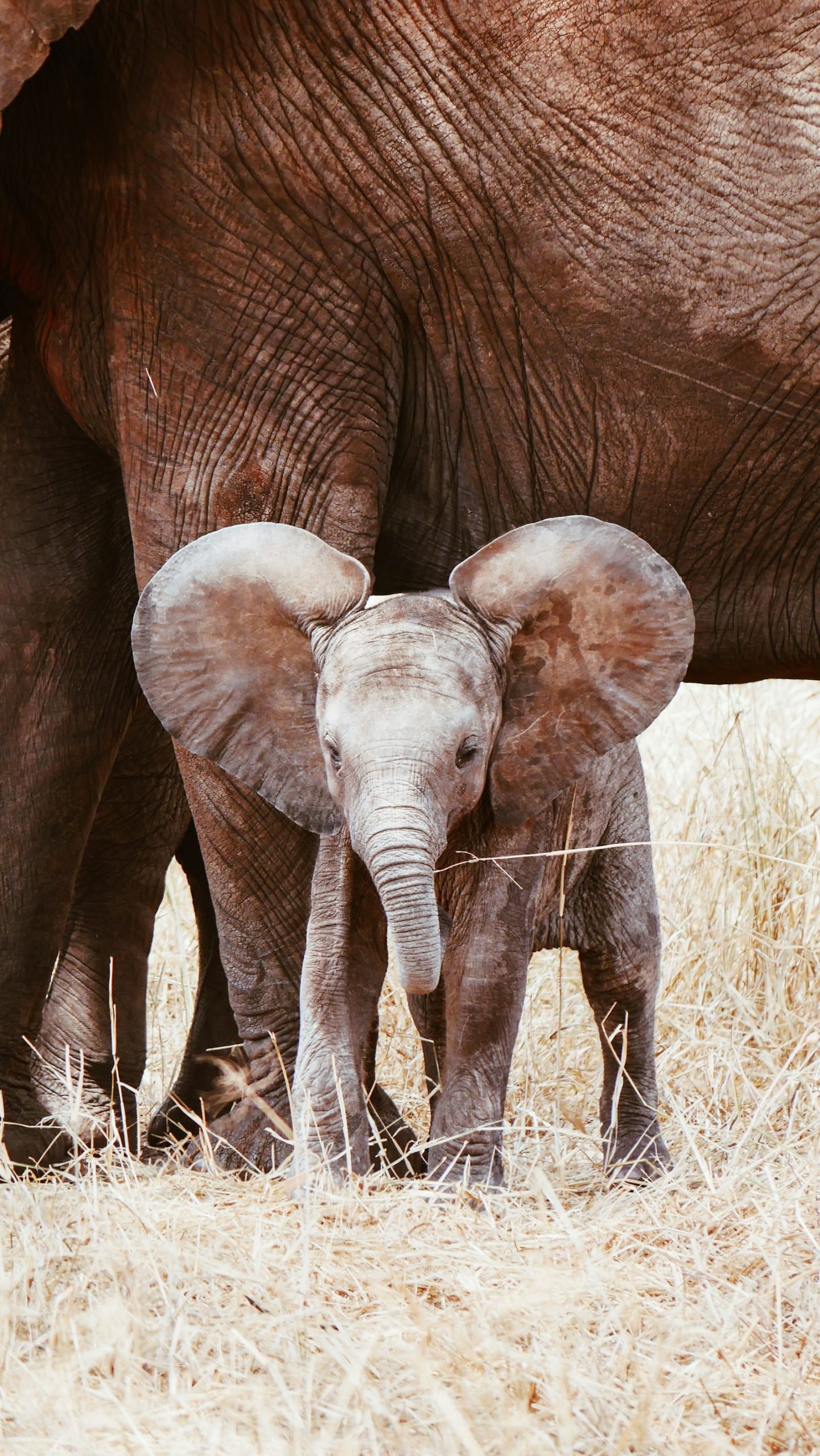 Young elephant calf with wrinkled grey skin, the kind of orphan children meet in Nairobi