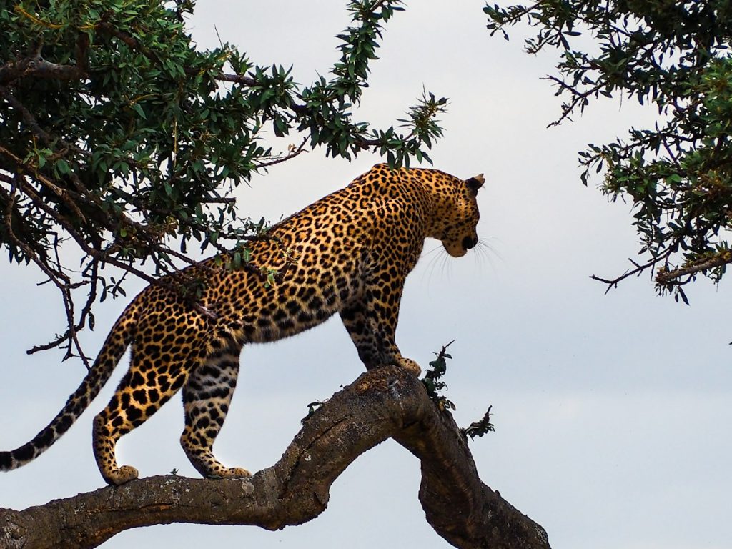 Leopard standing on a tree branch, a sighting on a Kenya safari from Spain