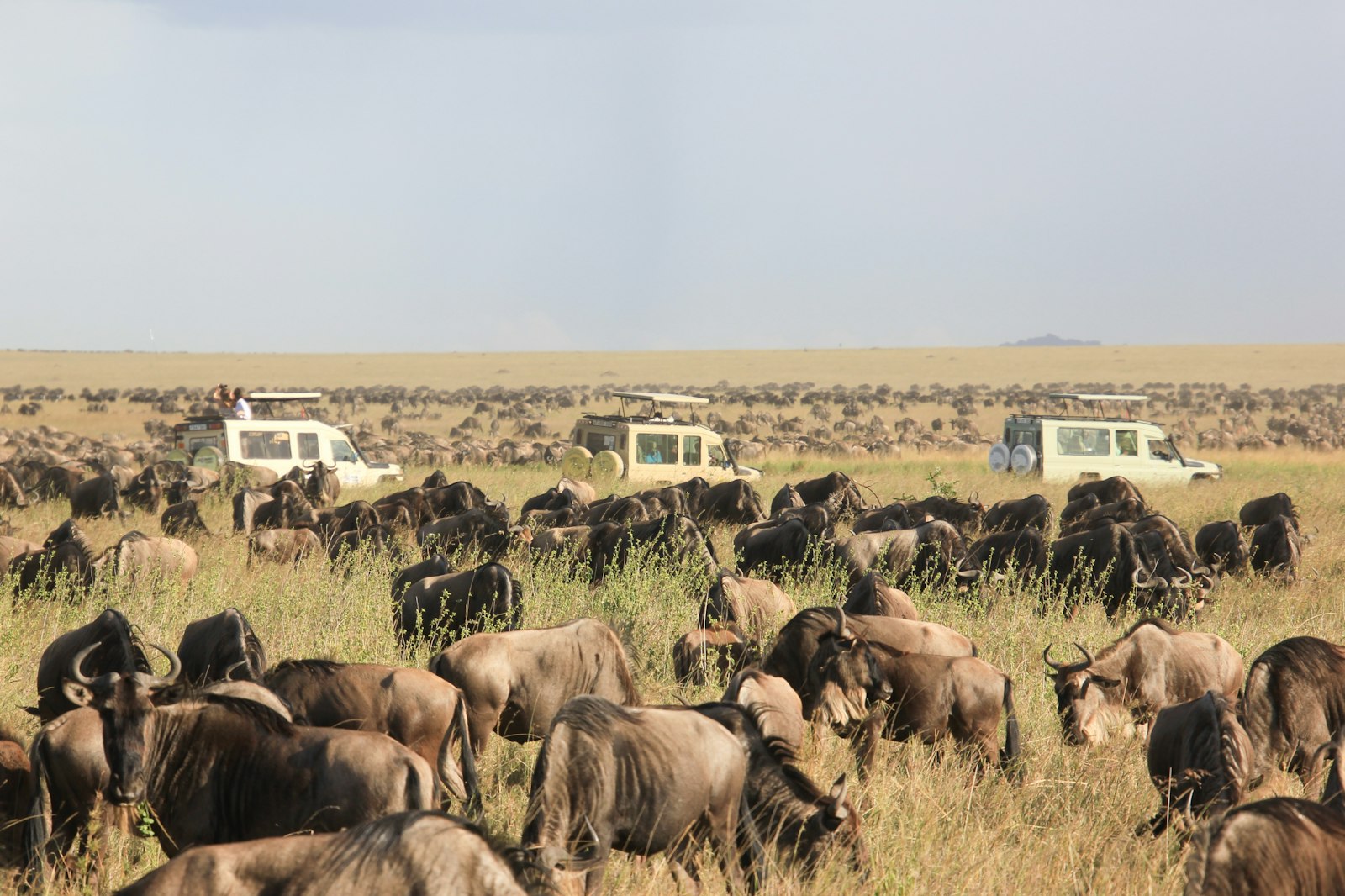 Is a Kenya safari worth it: large wildebeest herd grazing on grassy savanna near safari vehicles