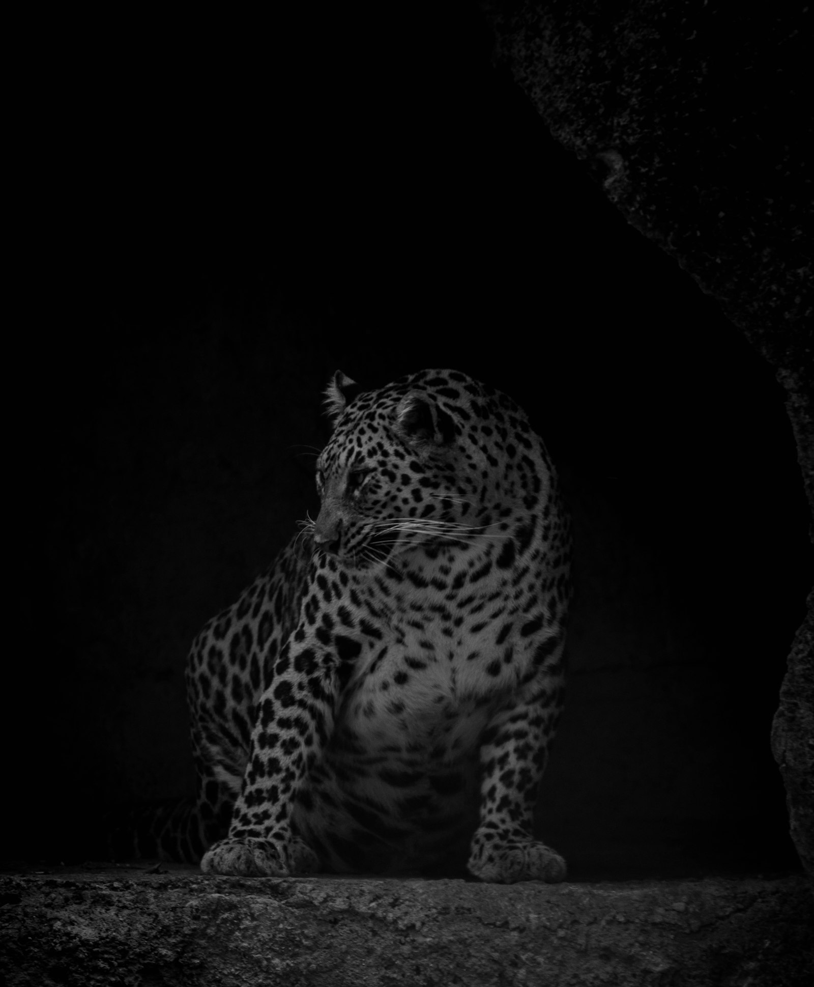 Night drive on safari: a leopard picked out in the darkness after sunset