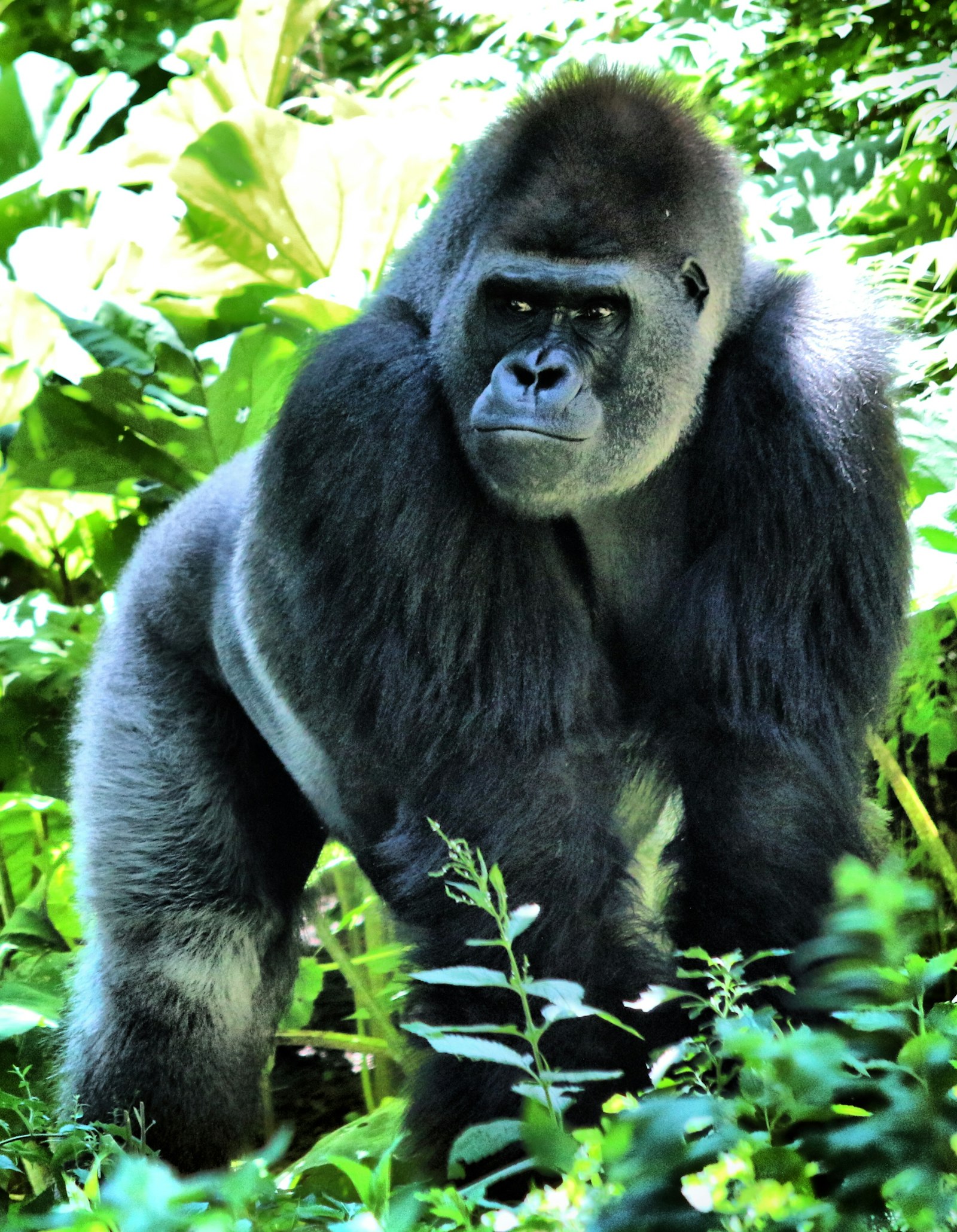 Mountain gorilla resting under thick green forest leaves at the end of a trek