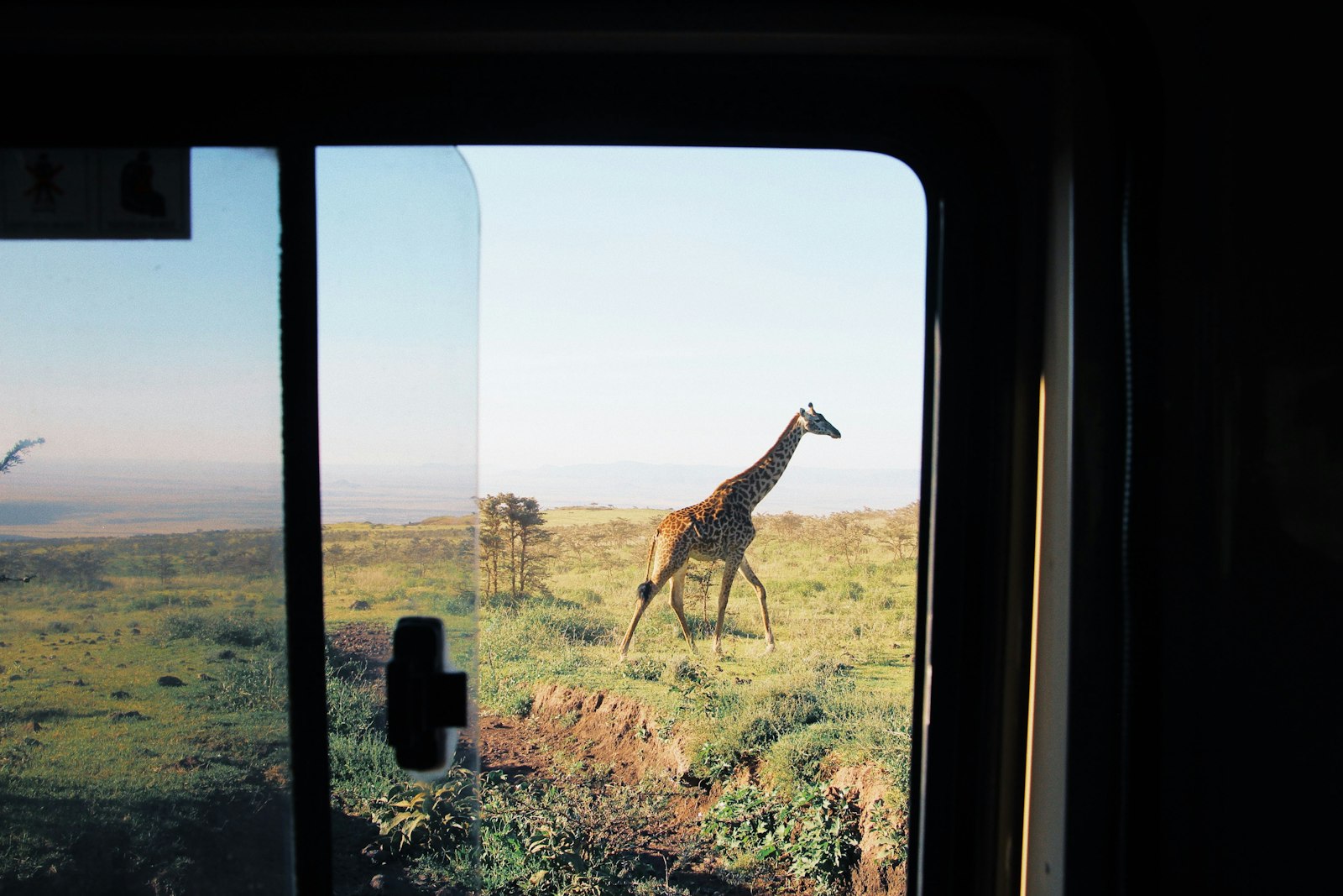 Giraffe standing tall on dry golden grassland on an East African safari