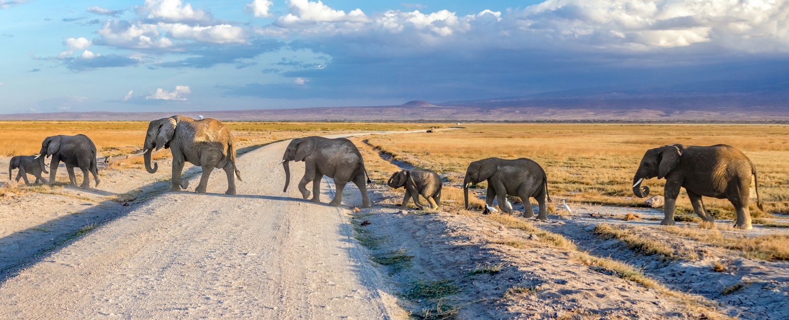 Four elephants walking along a dirt road in Amboseli National Park, Kenya