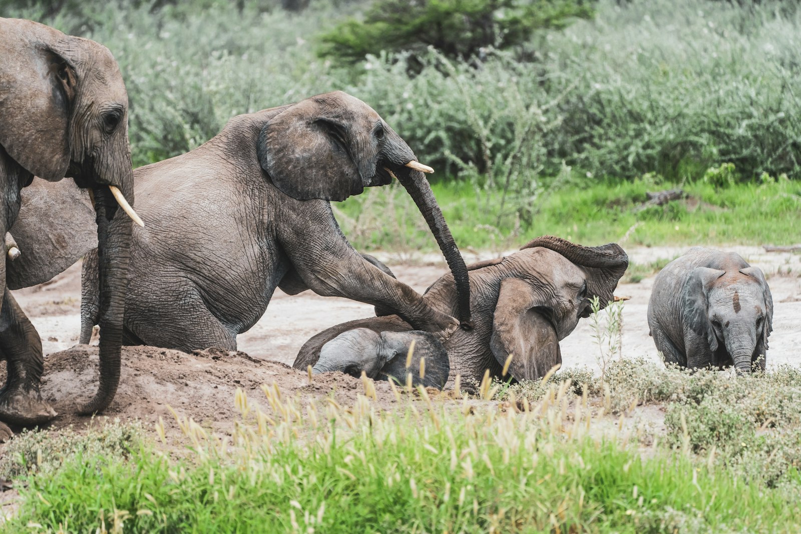 Elephant and young calf walking together on green grass, like the orphans raised in Nairobi
