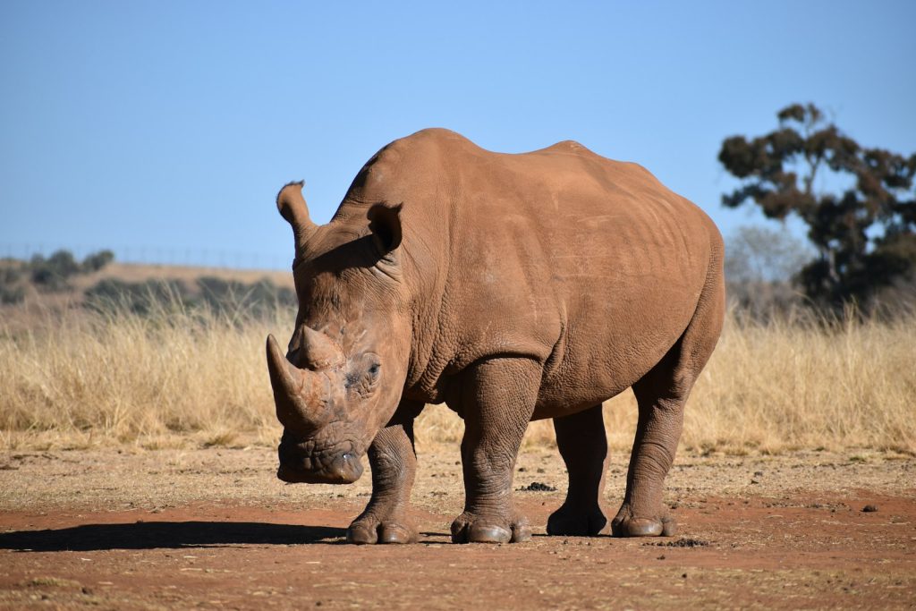 Responsible safari: a rhino grazing on dry grassland in a protected area