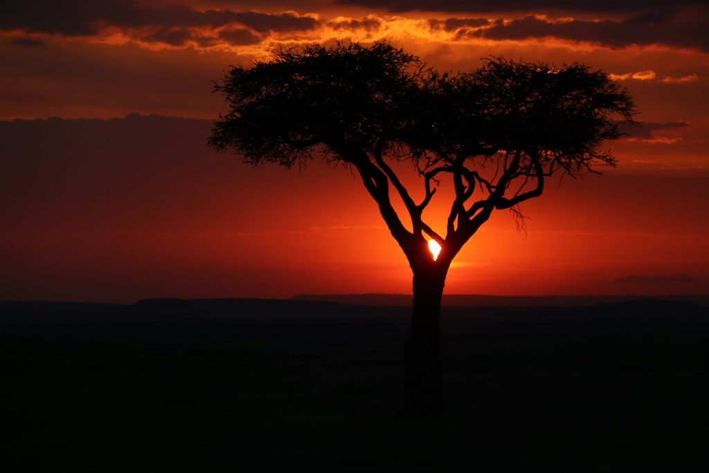 Acacia tree silhouetted at sunset in the Rift Valley on a Lake Magadi day trip