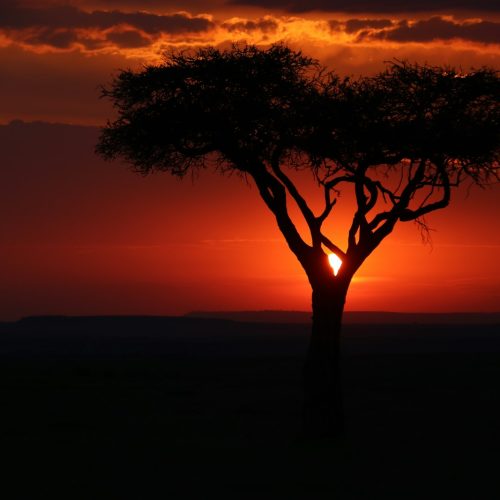 Acacia tree silhouetted at sunset in the Rift Valley on a Lake Magadi day trip