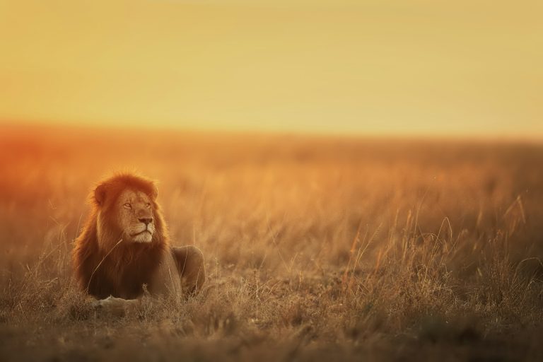 Lion resting in golden grass at sunset near Mara North Conservancy camps in Kenya