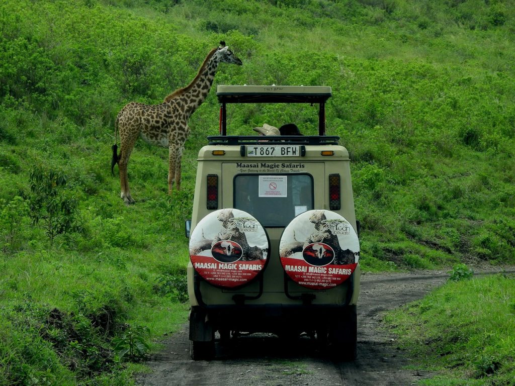 Safari with limited mobility: a giraffe standing right beside a safari vehicle