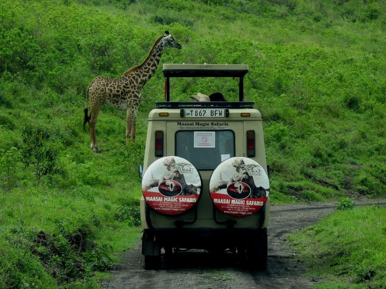 Safari with limited mobility: a giraffe standing right beside a safari vehicle
