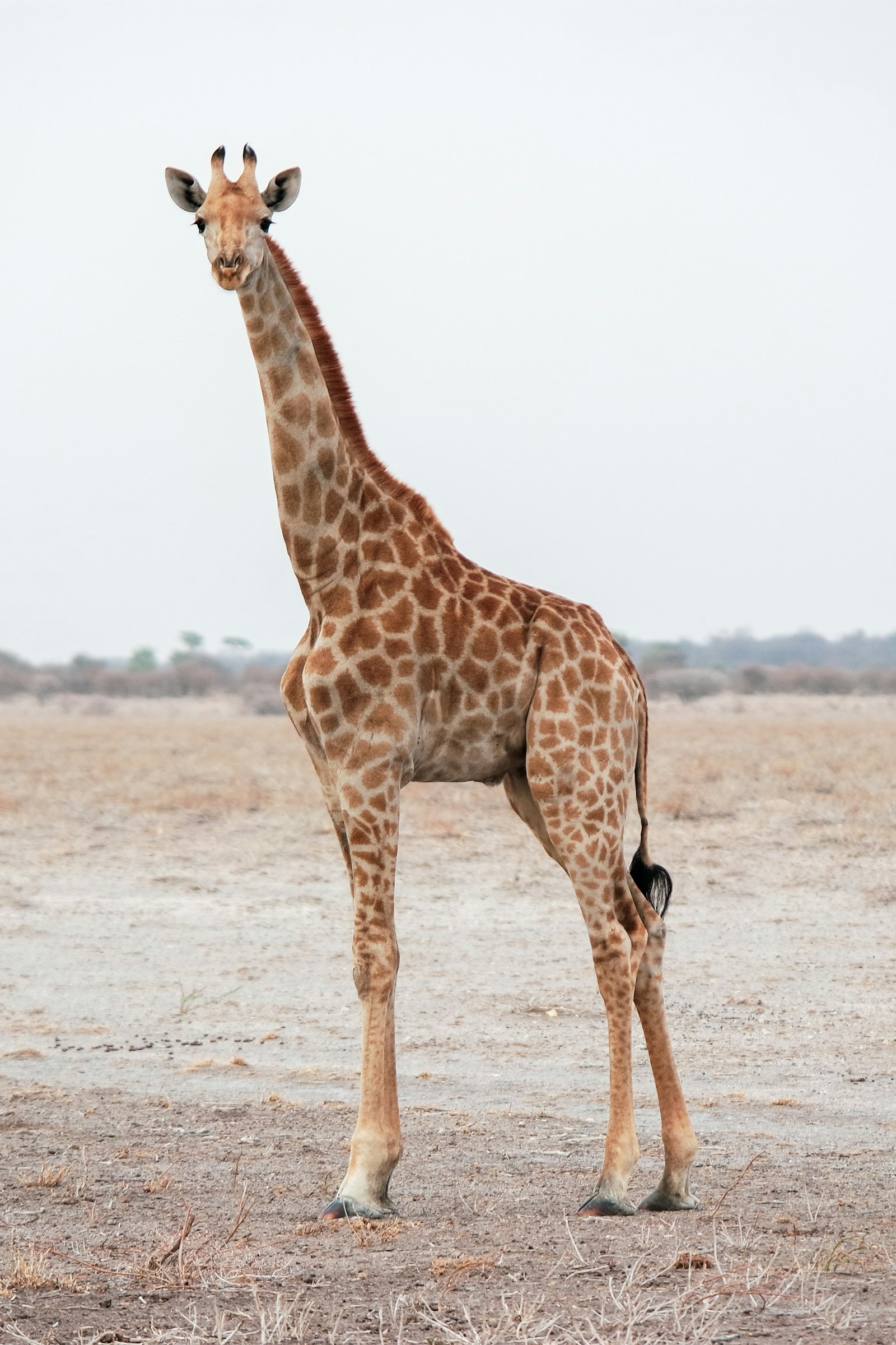Giraffe walking slowly across a dry brown savanna plain on a sunny day