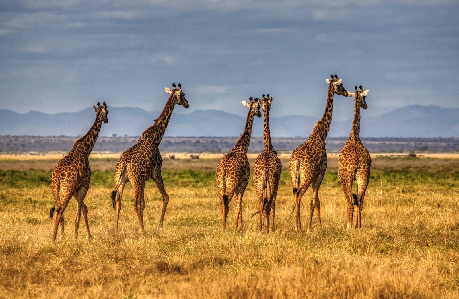 Group of giraffes on dry golden grass in the Masai Mara ecosystem