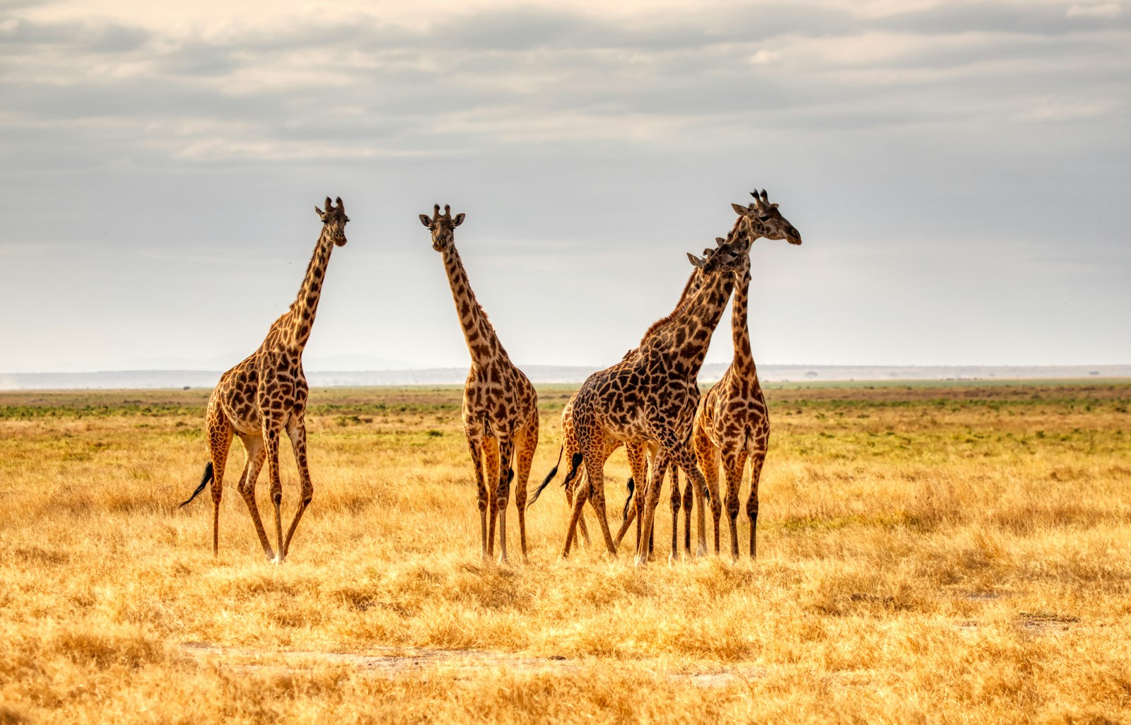 Three giraffes standing together on golden grassland during the day
