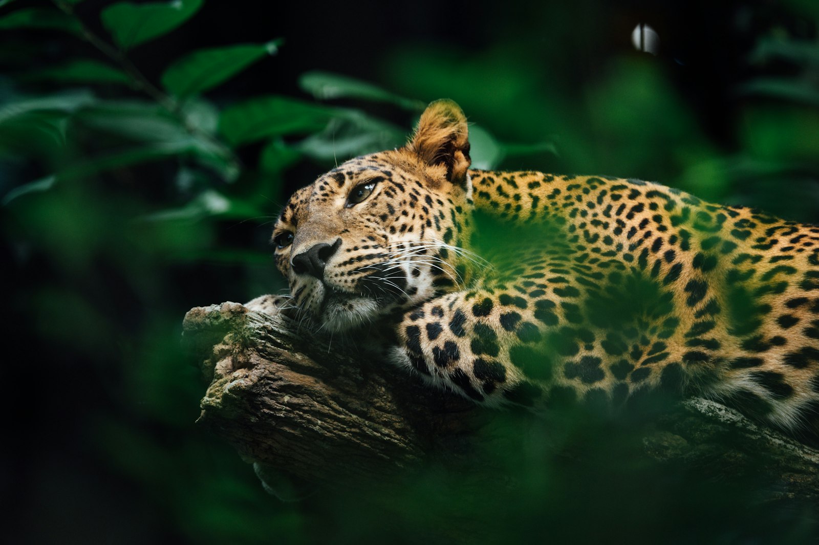 Leopard resting along a tree branch in the African bush