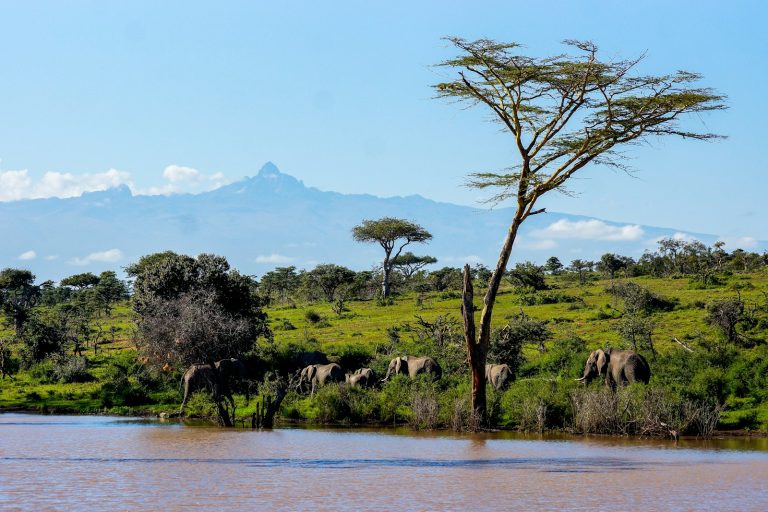 Green trees beside water, the kind of scene you find in Karura Forest, Nairobi