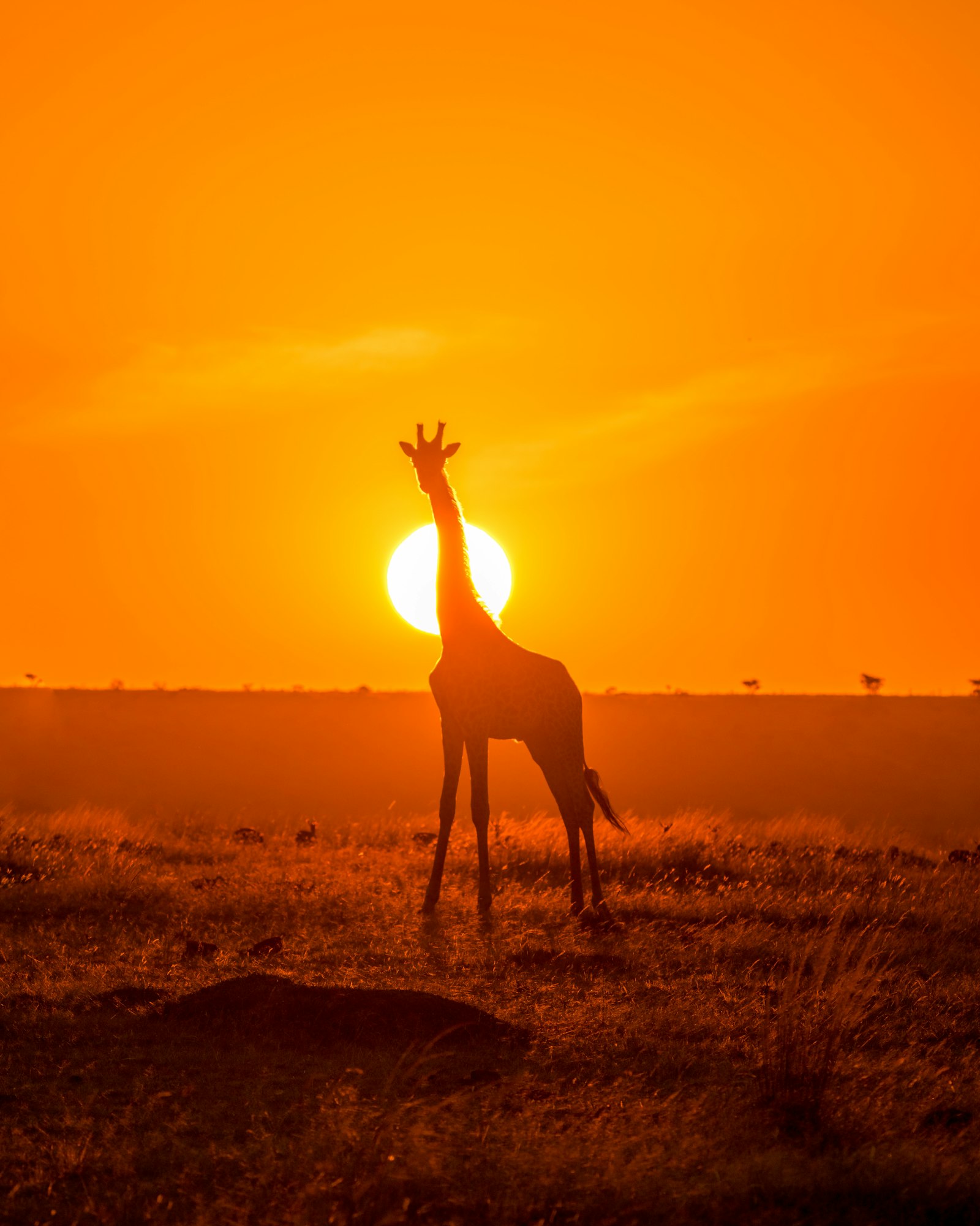 Silhouette of a giraffe against an orange sunset sky on the open plains