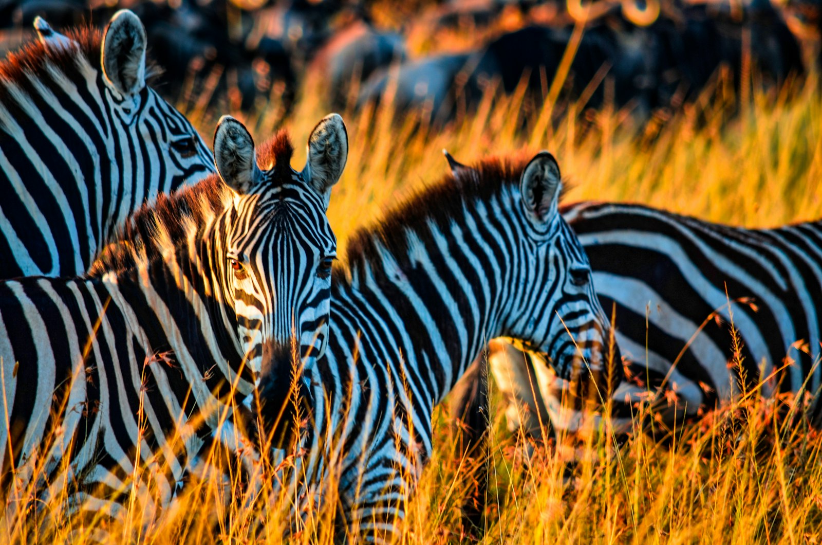 Zebra grazing on golden grass in a Kenya park during a dry, quiet shoulder month
