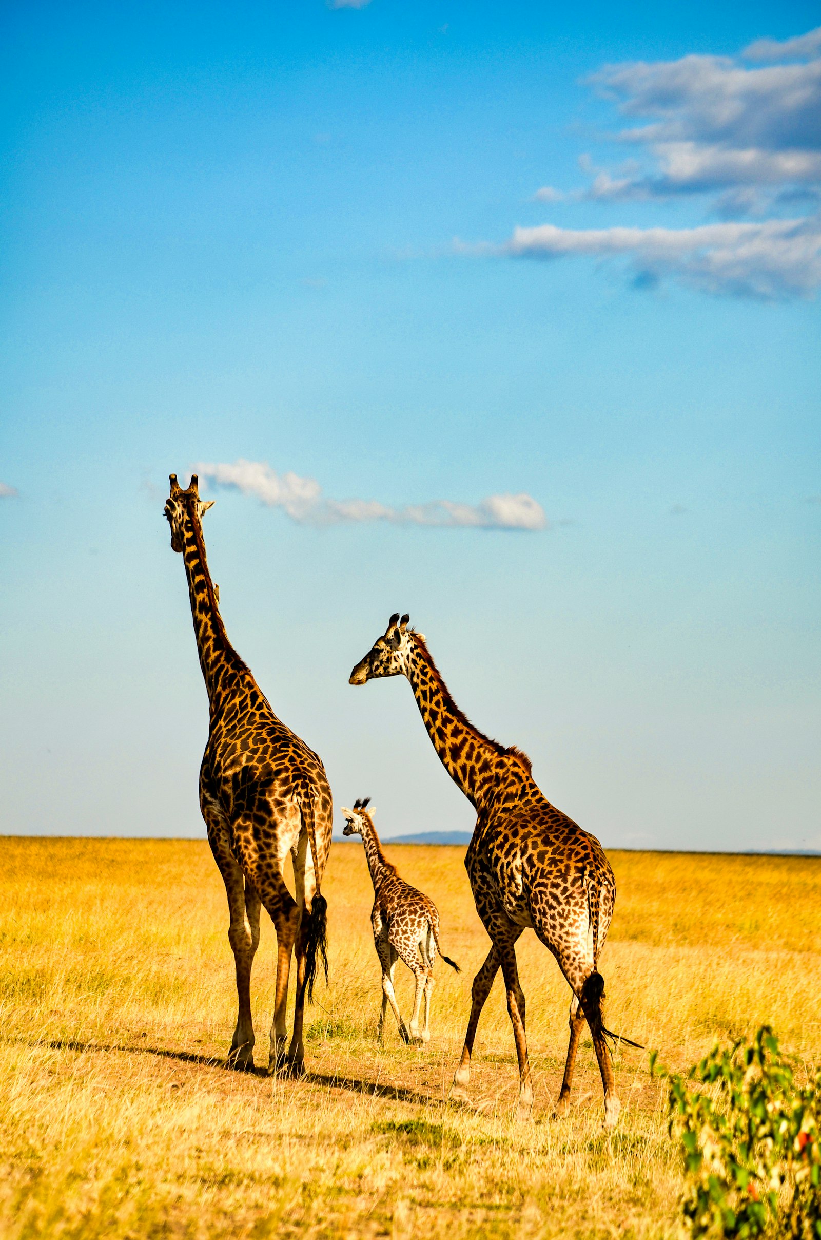Maasai giraffe standing on dry golden grassland in daylight on a Kenya safari