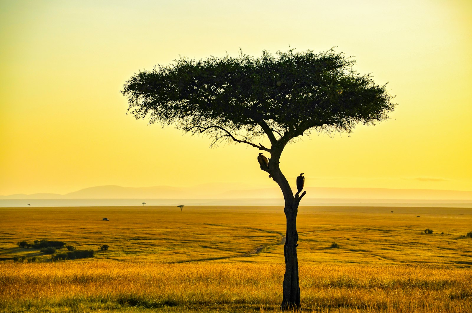 Lone tree standing on lush green savanna grass during Kenya's green season