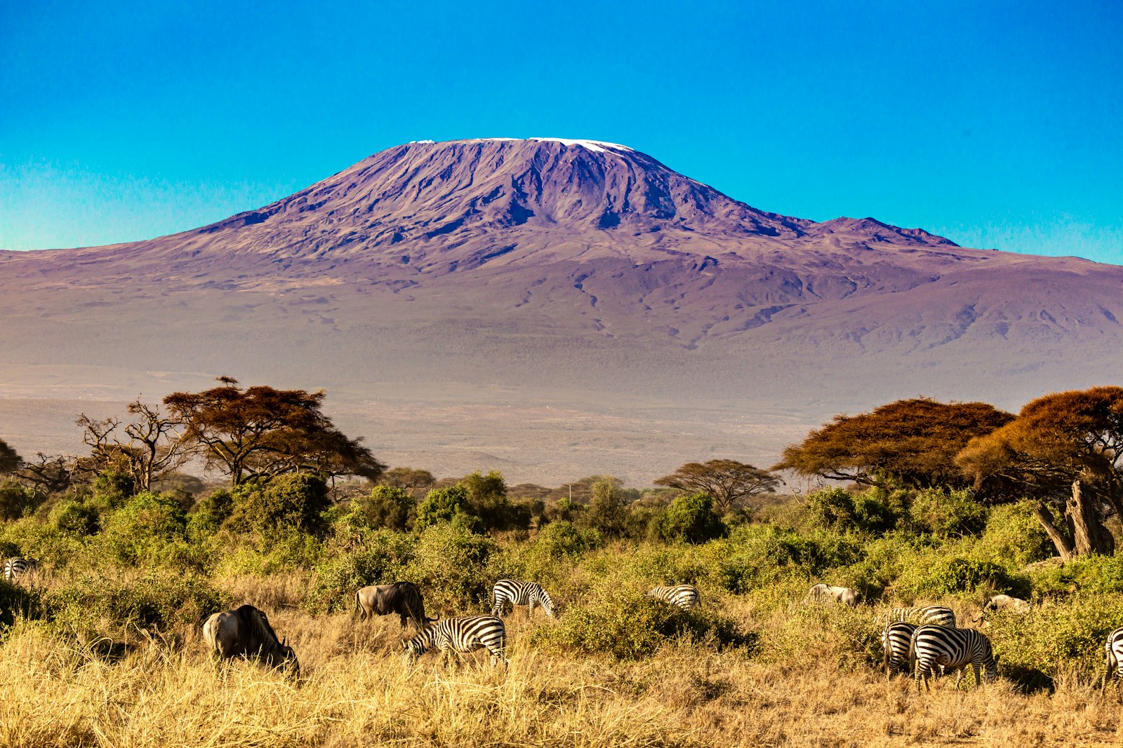 Zebras grazing on the plains below Kilimanjaro, the view from luxury lodges in Amboseli